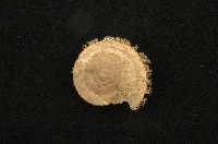 藏品(薄盾蝸牛)的圖片